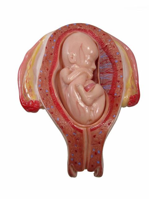 胎儿大小和孕妇肚子大小有关吗?