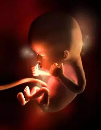 怀孕1一40周胎儿发育全过程图