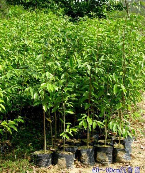 供应沉香种苗批发兼零售