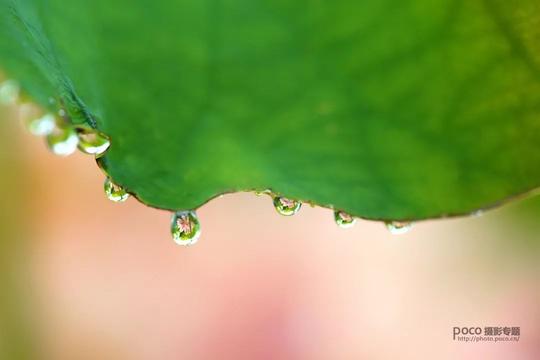 水珠开花?微距花卉最in教程来啦
