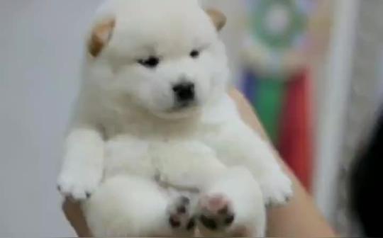 毛孩子把自己全部的爱都给了一个人北京柴犬石家庄柴犬宠物汪星人柴犬犬舍