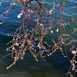 桃花盛开时江河里暴涨的水
