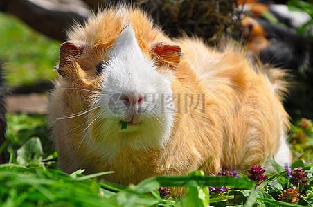 仓鼠高清花园宝宝大鼠素材下载_4288*2848像素jpg格式