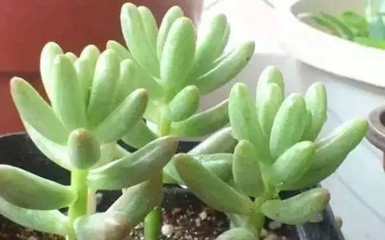 这9种多肉植物有毒,长大后辣眼睛