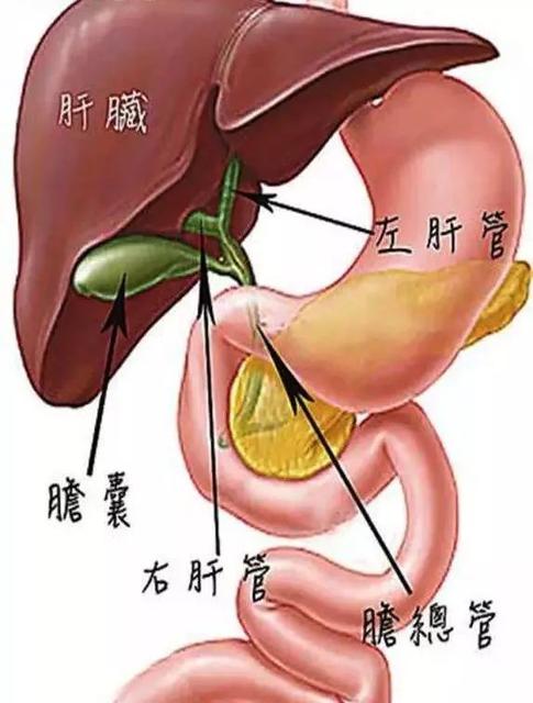 孩子感冒为什么不能吃鸡蛋?