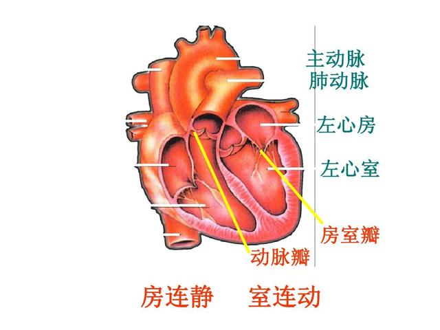 胎儿心脏有强光点要紧吗