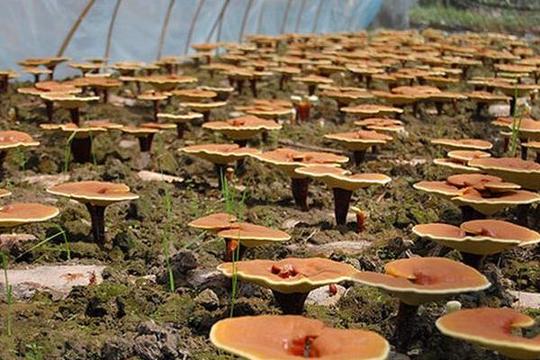 农村最有潜力种植项目有哪些十个新型农村创业项目