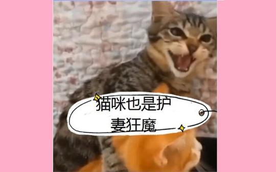 搞笑萌宠动物的迷惑行为【搞笑配音】