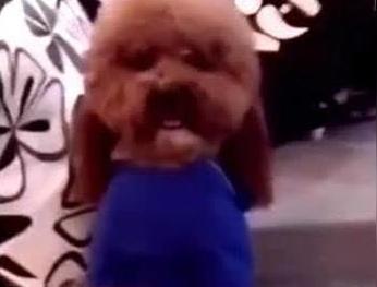 泰迪小色狗搞笑可爱萌萌哒gif