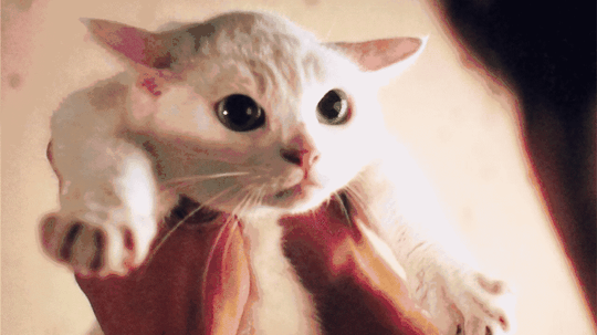 壁纸动物猫猫咪小猫桌面1080_608gif动态图动图