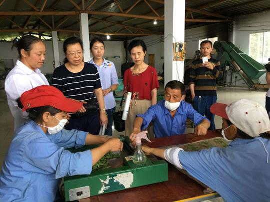 陈书记一行与爱凤茶叶基地负责人雷凤亲切交谈,详细了解其创业经历