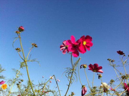 蓝天衬绿叶绿叶配鲜花