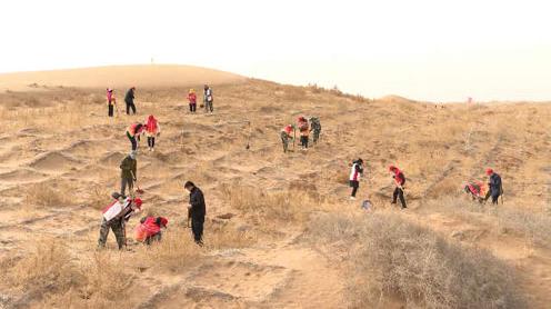 向沙漠宣战!甘肃临泽200人义务压沙，已种下23万亩梭梭灌木