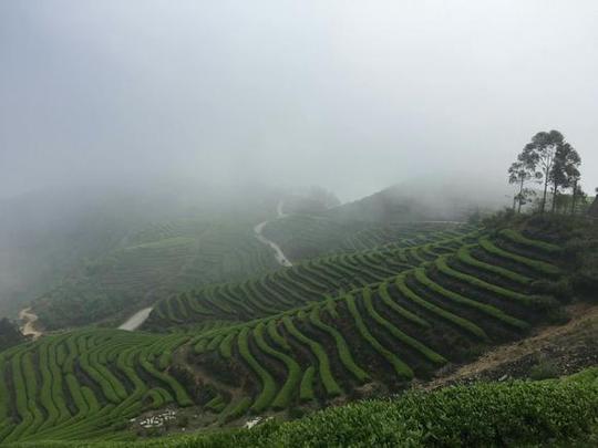 万亩茶园风景【刘德华.失孤.拍摄地】