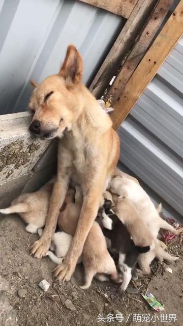 性生活后可以马上喂奶吗