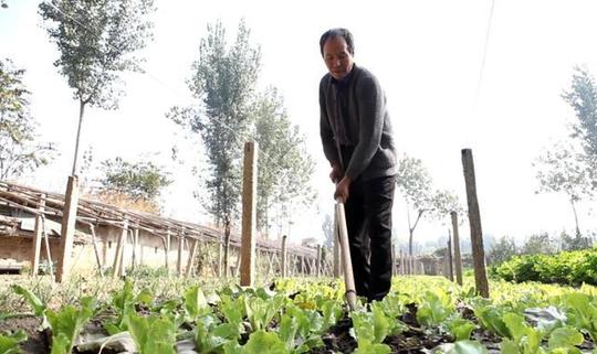在农村有这样一群种植户，即受人尊重又赚钱