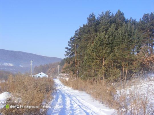 高清冰雪山路松树林摄影图片素材下载_素材公