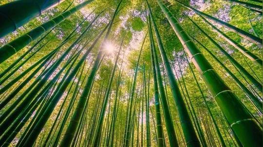 旅游正文闭眼,最先入耳的是风声竹林里的风似被井水镇过凉岑