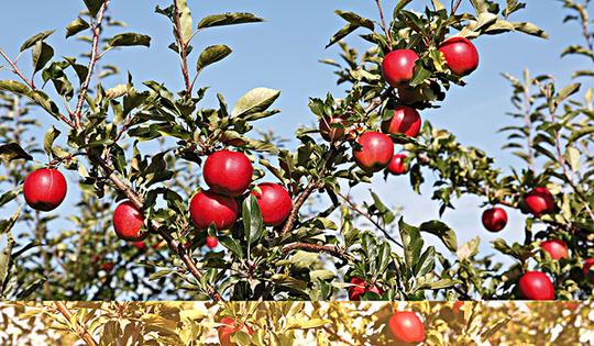 苹果园_红苹果_图片大全—全景创意图库（quanjing.com）中国领先的正版图片视频素材网站