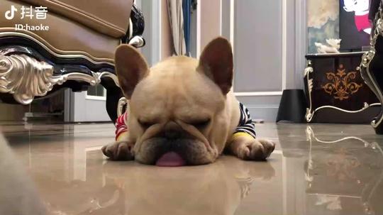 抖音上的狗狗都很妖蠢萌蠢萌的法斗