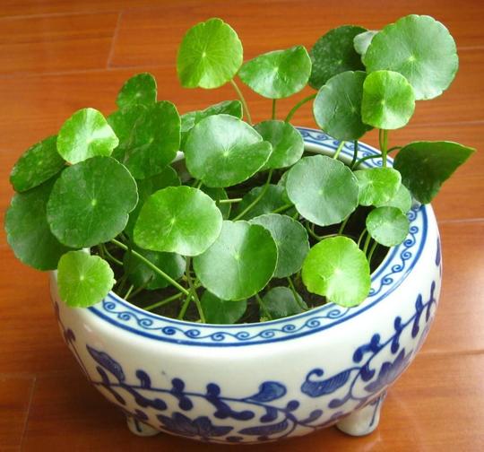 香菇草