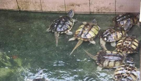 "潜伏"浙江学养龟,父子回乡创业年销300多万