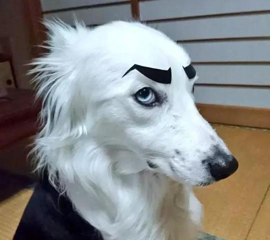 画眉毛的狗表情包(第1页)