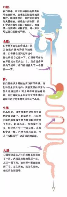 不小心吞下口香糖真的会粘在肠子上