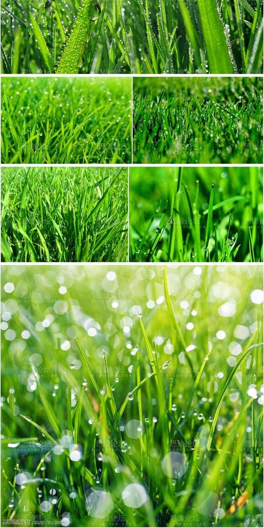 【jpg】(6张,绿色草地,露珠,摄影高清图片素材)(300dpi)-高精图库