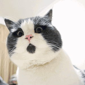 壁纸动物猫猫咪小猫桌面300_300gif动态图动图