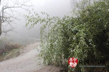 印江杨柳天气的长尾关键词有哪些