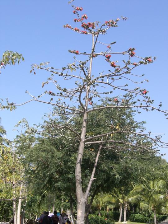 致橡树