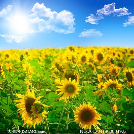 绿叶太阳阳光光芒四射蓝天天空云彩蓝天田园风光景色高清摄影图片素材