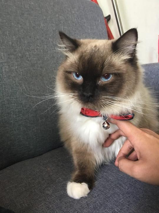 【深圳本地】成年布偶猫重点色手套色布偶猫咪