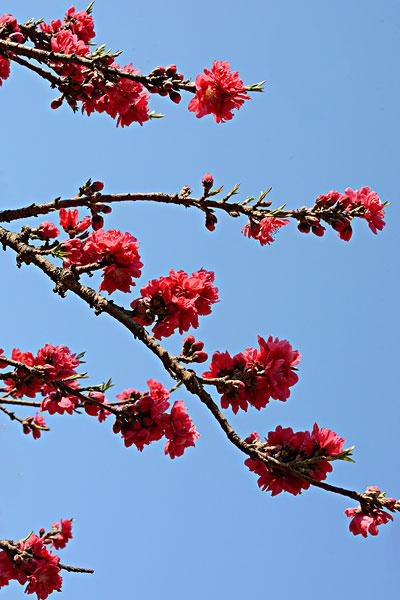 桃花_图片大全—全景创意图库（quanjing.com）中国领先的正版图片视频素材网站