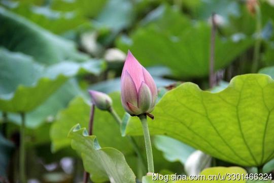 荷叶圆圆_hszhz67_新浪博客