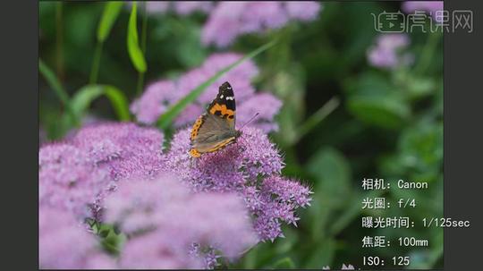 微距摄影中的广角摄影视频教程_摄影艺术-虎课网