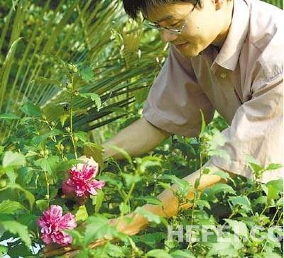 安农大学子研制食用花卉进军餐饮业--合肥美