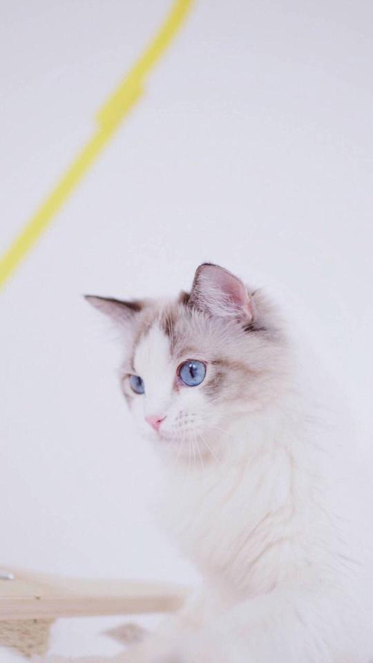 壁纸锁屏背景猫咪