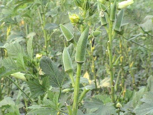 从贩卖蔬菜到种菜朱楚华开启自己的创业人生-绿色
