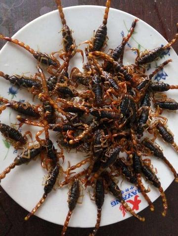 临沂市哪里野生蝎子多