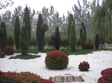 济南植物园公园有无患子树吗？