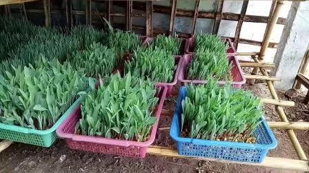 低成本水培饲料或草，塑料筐种植小麦苗，玉米苗