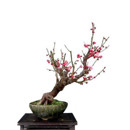 原生骨里红梅花盆景发货桩骨红梅木本观花类盆栽当年开花带土素材
