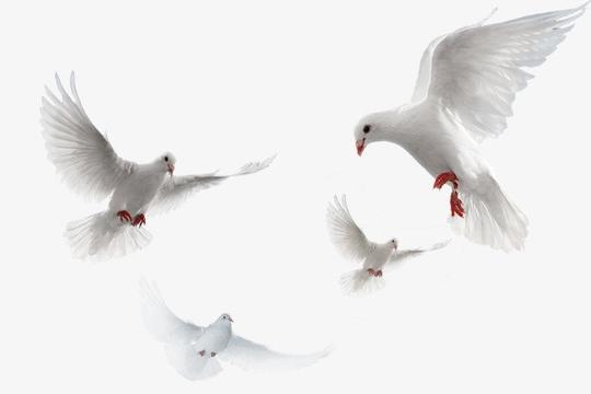 实物图飞翔的白鸽实物图