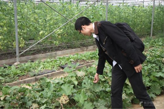 创业大本营特约季:大男孩的菜园子阳台蔬菜梦
