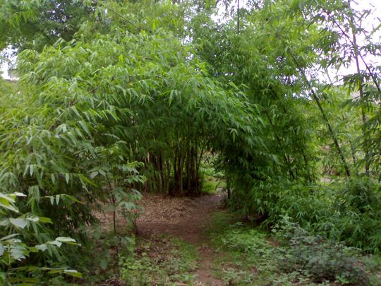 竹林风