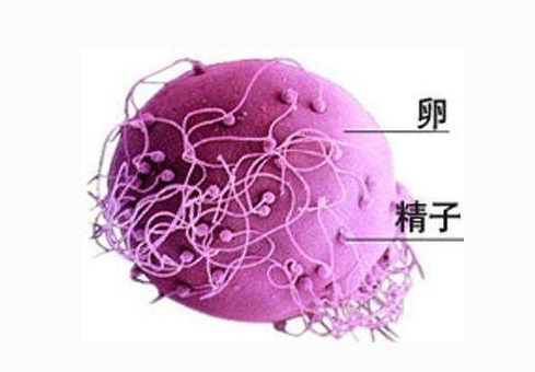 免疫性不孕的常见症状有哪些