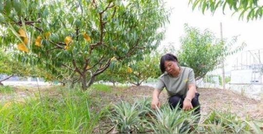 浙江“灵芝姐”的创业经:新型种植方式让农户走上致富路