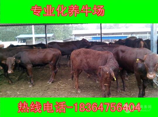 300斤公牛多少钱养牛零风险